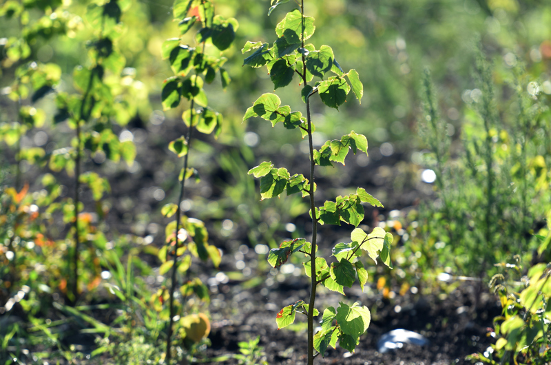 Det tager mange år, før nyplantede træer får udtryk af en egentlig skov.