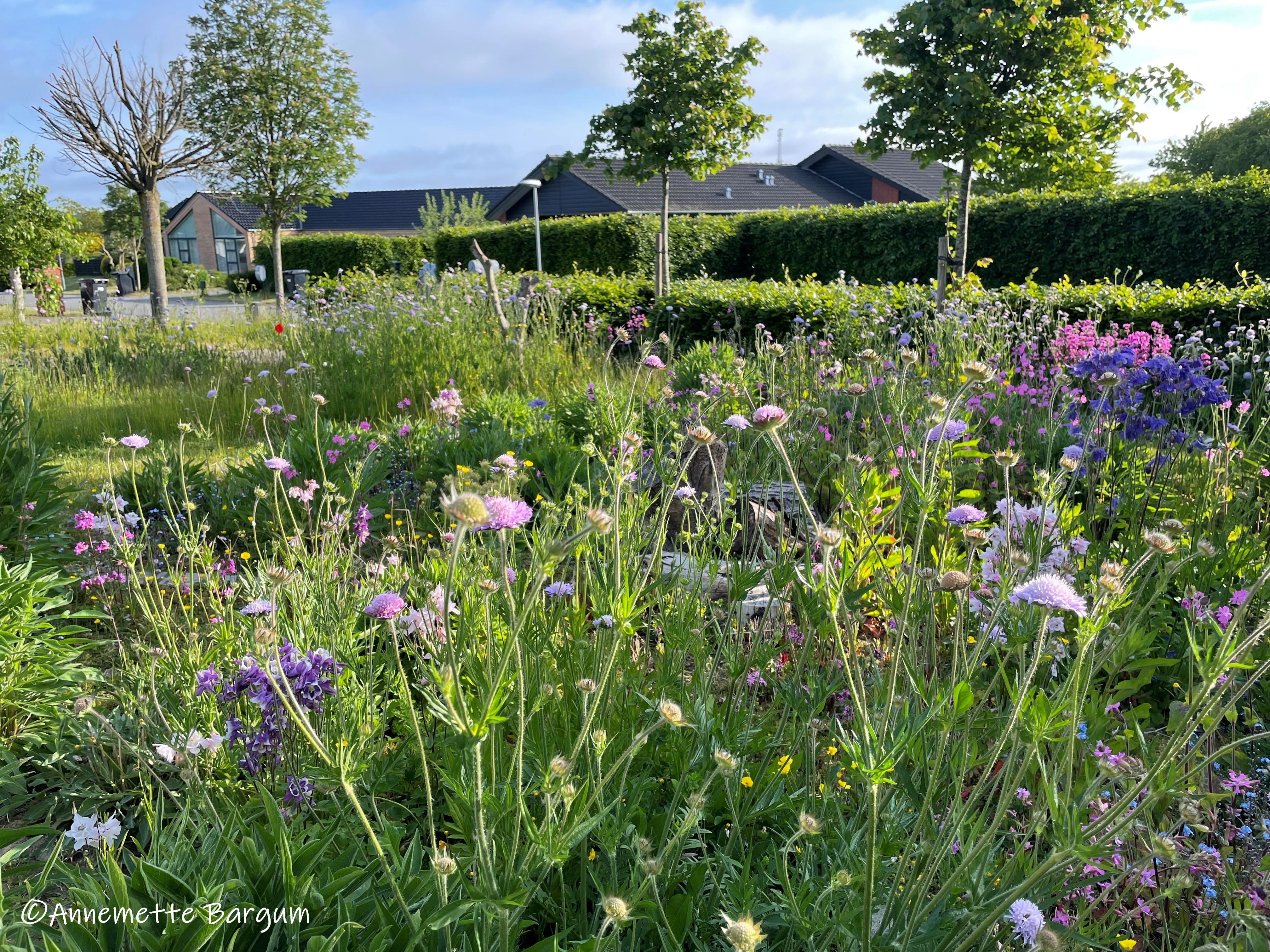 Biodiversitet I Byen