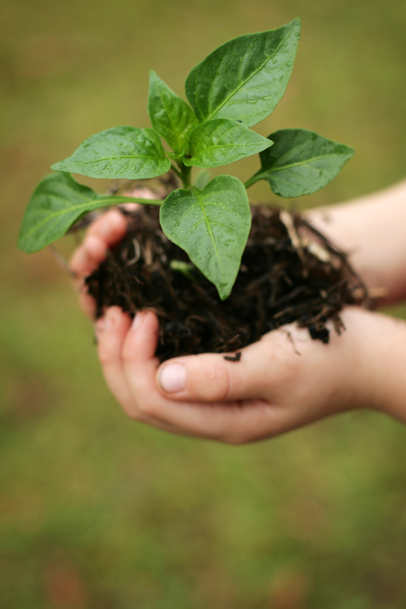 En hånd holder en plante med rødder i en klump jord
